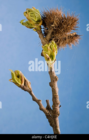 Sweet Chestnut / Marron (Castanea sativa) le gemme con foglie emergenti e il vecchio lolla in primavera Foto Stock