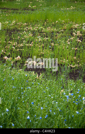 Fallito il raccolto di semi di lino a causa della siccità Foto Stock