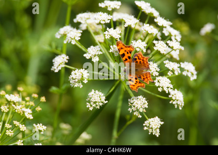 Virgola butterfly Polygonia c-album su la cicuta Water-Dropwort Oenanthe crocata, Kent, Regno Unito, estate Foto Stock