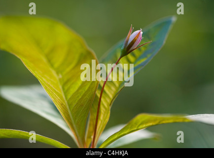 Chickweed Wintergreen in bud Foto Stock