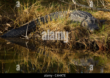 Grandi alligator Alligator mississippiensis, basking lungo Canal bank, Everglades National Park, sud della Florida, Stati Uniti d'America Foto Stock