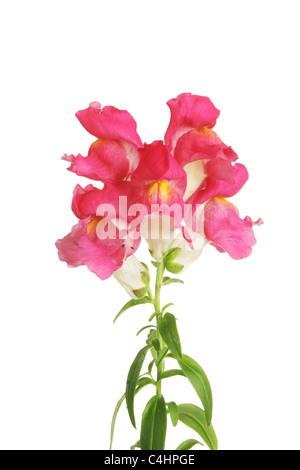 Antirrhinum, snap dragon, fiore isolata contro bianco Foto Stock