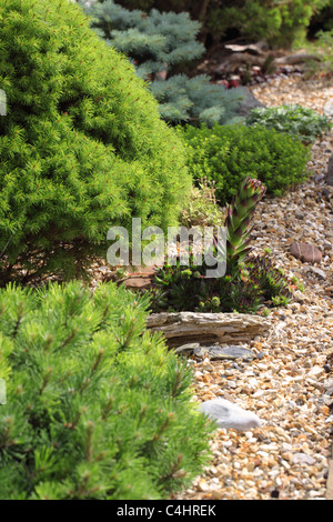 Primo piano di un Houseleek circa a fiorire in un giardino rockery, Regno Unito Foto Stock