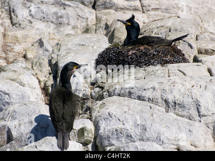 Cormorani sul farne Islands Foto Stock