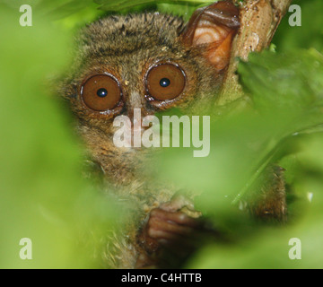 Tarsier spettrale del Nord Sulawesi e trovato in Tangkoko National Park Foto Stock