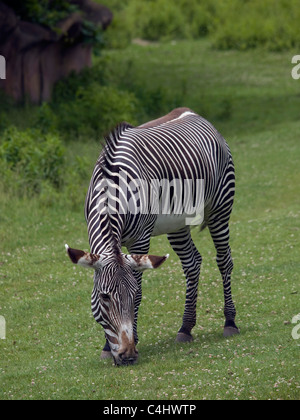 Unico zebra di pascolare su erba in uno zoo. Foto Stock