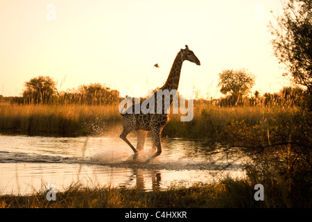 Giraffe (Giraffa camelopardalis) in esecuzione su un area allagata in Okavango Delta, Botswana Foto Stock