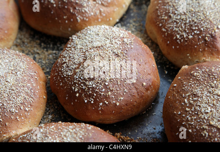 Appena sfornati pane integrale rotoli su un vassoio da forno appena preso dal forno Foto Stock