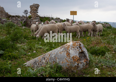 Pecore alla antica città ellenica di Polyrinia, Creta. Il nome di luogo significa "pecore". Foto Stock