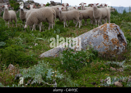 Pecore alla antica città ellenica di Polyrinia, Creta. Il nome di luogo significa "pecore". Foto Stock