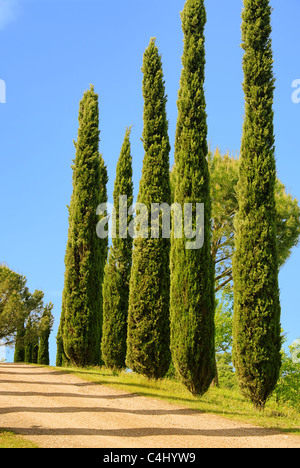 Toskana Zypressen - Toscana cypress 01 Foto Stock