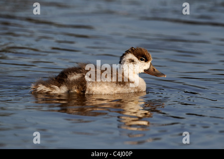 Shelduck, Tadorna tadorna, giovane singolo uccello sull acqua, Midlands, Giugno 2011 Foto Stock