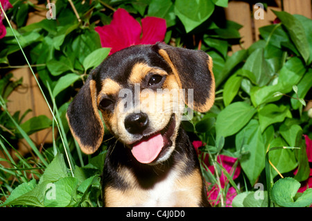 Cucciolo di Beagle con testa armato e la lingua di fuori sembra molto sciocco Foto Stock