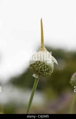 Allium ampeloprasum pianta selvatica dalla famiglia della cipolla appena iniziando a fiore Foto Stock