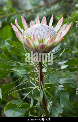 Re Protea Protea cynaroides fiore Foto Stock