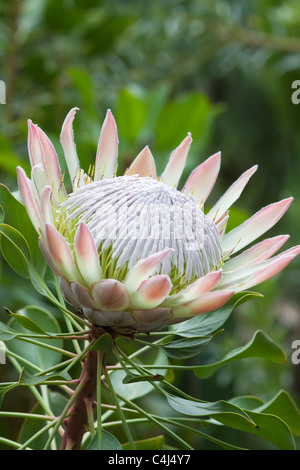 Re Protea Protea cynaroides fiore Foto Stock