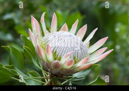 Re Protea Protea cynaroides fiore Foto Stock