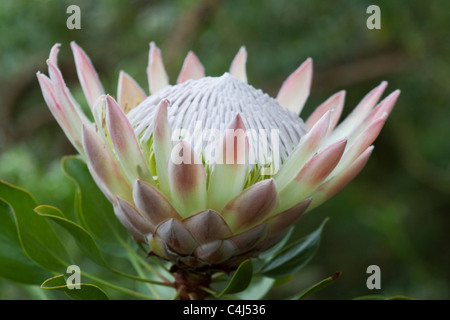 Re Protea Protea cynaroides fiore Foto Stock