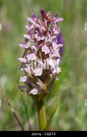 Early Marsh, orchidea Dactylorhiza incarnata ssp. incarnata Foto Stock