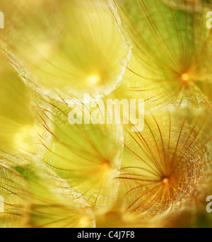Morbido fiore di tarassaco, extreme closeup, abstract molla sullo sfondo della natura Foto Stock