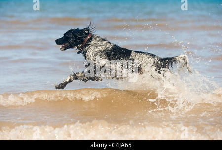 Vista laterale di un cane gigante Munsterlander bianco e nero che corre in mare. Foto Stock