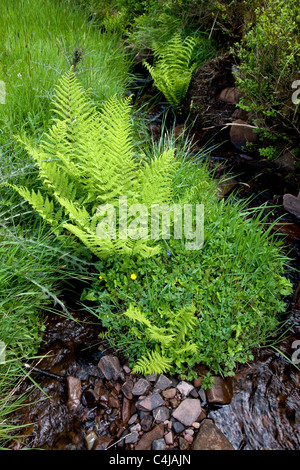 Signora Felce Athyrium filix femina crescente accanto a un torrente di montagna in Galles Foto Stock