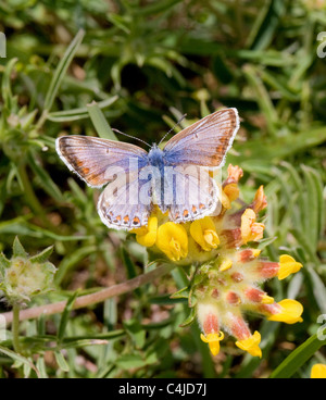 Colore aberrante forma probabilmente del Comune Femmina Blue Butterfly Polyommatus icarus Mendips Somerset Foto Stock