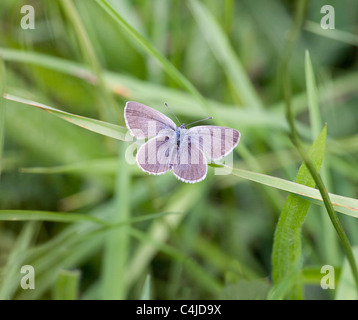 La piccola Blue Butterfly Cupido minimus maschio a riposo su una lama per erba Foto Stock