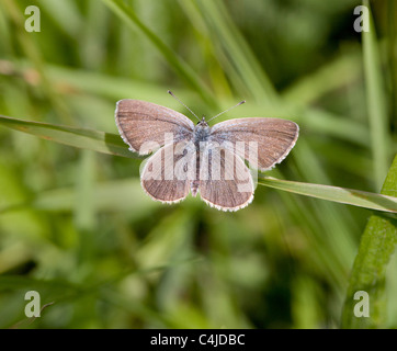 La piccola Blue Butterfly Cupido minimus a riposo su una lama per erba Foto Stock