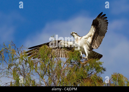 Osprey, Pandion haliaetus, atterra sul ramo di albero contro il cielo blu, il parco nazionale delle Everglades, Florida Foto Stock