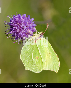 Brimstone butterfly maschio Gonepteryx rhamni alimentazione su Devil's Bit Scabious fiore Foto Stock