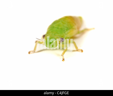 Ninfa Froghopper su sfondo bianco Foto Stock