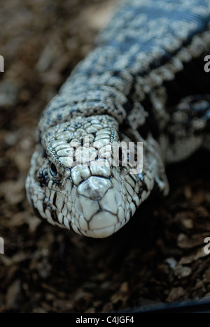 Coccodrillo lucertola Monitor Foto Stock