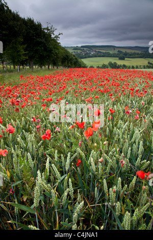 Poppies in campagna di Kent Foto Stock