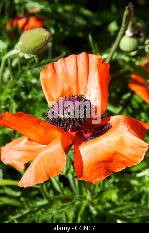 Rosso papavero orientale Papaver Orientale unico fiore e seme head montante fissato contro un misto di sfondo di confine Foto Stock