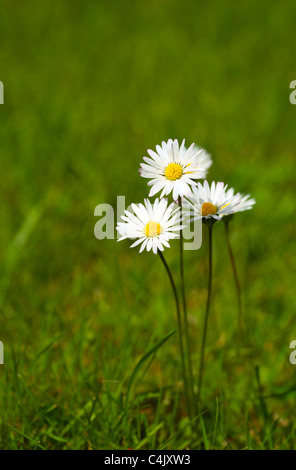 Giallo e Bianco margherite prato (Bellis perennis L.) Foto Stock