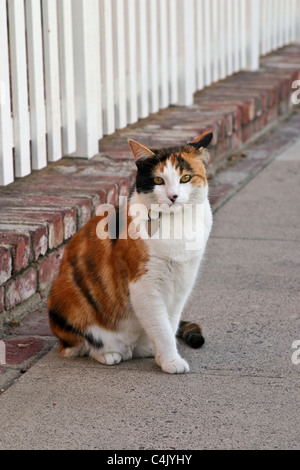 Gatto seduto sul marciapiede con il bianco Picket Fence dietro. POV © Myrleen Pearson Foto Stock