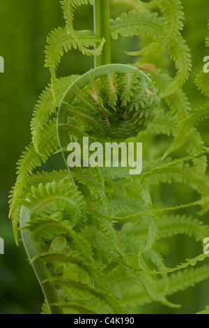 Ostrich felce o Felce penna (Matteuccia struthiopteris) - New York - NY- Fiddlehead ferns - prodotti commestibili Foto Stock