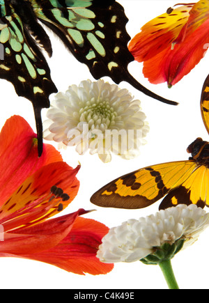 Butterfly, fiori e luce Foto Stock