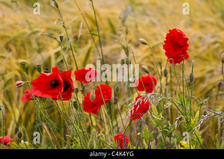 Sul bordo di un campo di grano oscilla un mazzetto di luminosi rosso papavero Foto Stock