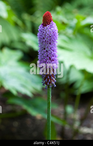 Primula Vialii 'Red-Hot-Poker Primula' DOF poco profondo Foto Stock