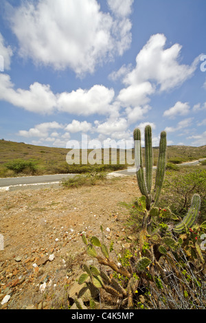 Viaggiando su una strada pavimentata all'interno del Parco Nazionale di Arikok di Aruba Foto Stock