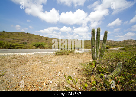 Viaggiando su una strada pavimentata all'interno del Parco Nazionale di Arikok di Aruba Foto Stock