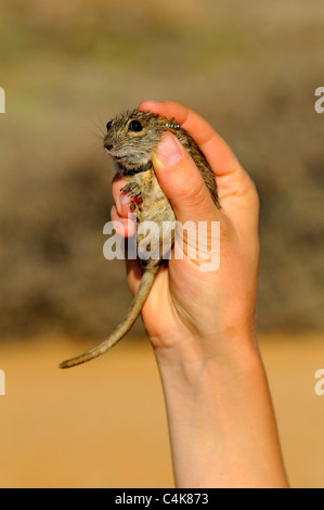 Dimostrare il modo corretto di tenere un catturato Four-Striped erba (Mouse Rhabdomys pumilio) per le indagini scientifiche, Foto Stock