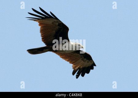 Brahminy kite, Haliastur indus, backwaters di Alleppey (Alappuzha), Kerala, India Foto Stock