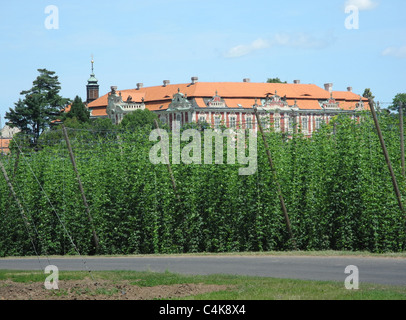 Hop-campo in giugno con la Manor Stekník, Steknik Village, Repubblica Ceca Foto Stock