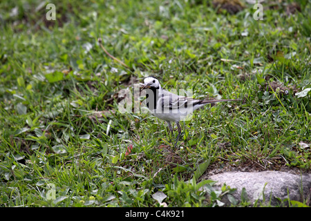 Pied wagtail adulto in Bulgaria Foto Stock