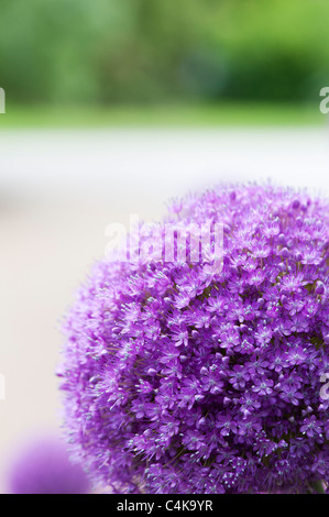 Allium "ambasciatore". Ornamento cipolle Foto Stock