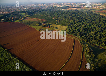 Zona preparati per la piantagione di canna da zucchero che mostra in conflitto con native della foresta di pioggia. La piantagione di arancione tra di loro in Brasile Foto Stock