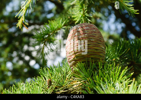 Cono di un cedro del Libano (Cedrus libani) Foto Stock